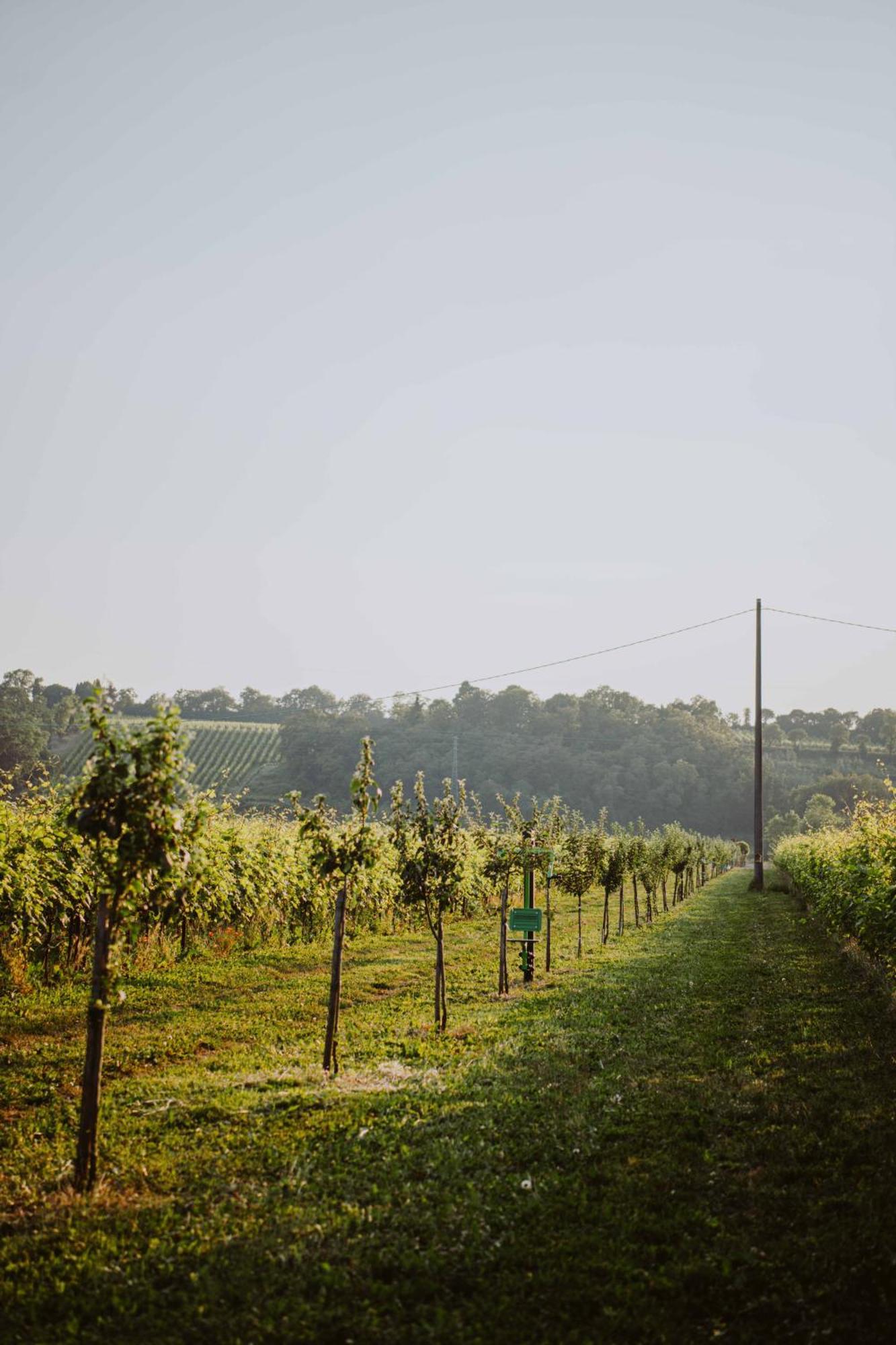 Agriturismo Pratello 加达湖畔帕登赫 外观 照片