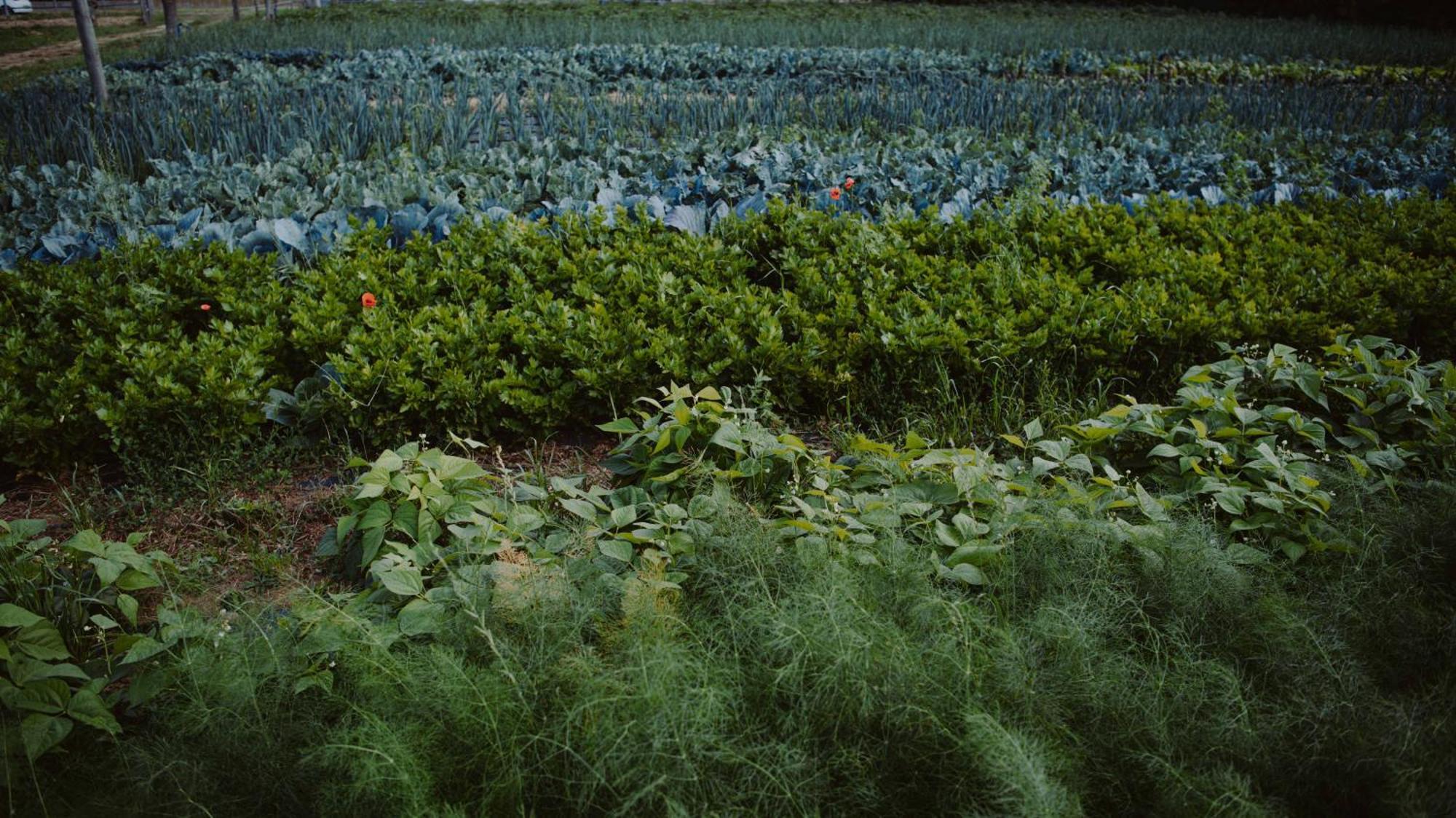 Agriturismo Pratello 加达湖畔帕登赫 外观 照片